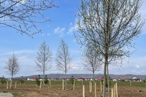 Parcul botanic din Grădina Urbană Transilvania prinde viaţă