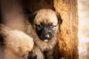 Ziua Porţilor Deschise la adăpostul de câini de la Câmpul Frumos, mâine