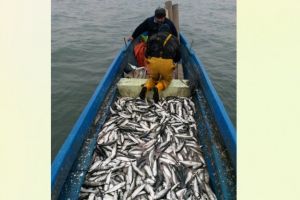 ARBDD anunta ca de azi inceteaza prohibitia la scrumbie! Ce trebuie sa stie pescarii 