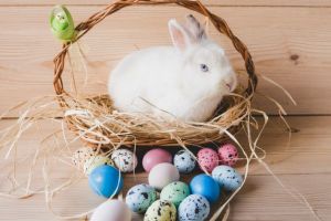 Secretul iepurasului de Pasti. Simbol vechi transformat in bucurie moderna