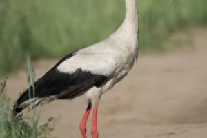 Migraţia berzelor, detecţia şi arheologia – o poveste despre descoperiri neaşteptate