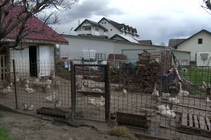 Vacanţă de Paşte printre animale, tot mai căutată de orăşeni. Turiştii, invitaţi să trăiască viaţa de la ţară