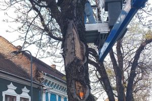 ”Intervenţiile nu sunt întâmplătoare şi nici făcute după ureche”