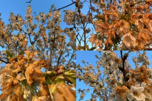 FOTO/VIDEO. Dezastru în livezi: au îngheţat florile de cireş în judeţul Satu Mare. Producţia, compromisă