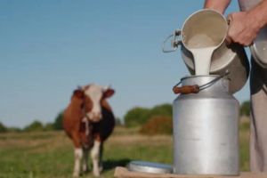 Dezastru în agricultura din Vâlcea: laptele se vinde sub cost, iar vacile ajung la abator