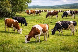 Fraudă cu subvenţii APIA pentru păşuni comunale: DNA Oradea a trimis în faţa judecătorilor trei inculpaţi care au recunoscut faptele