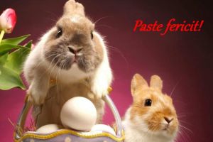 MESAJE de PAŞTE 2026 haioase. Cele mai amuzante şi „funny” urări de trimis prietenilor