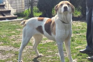 Sura, căţeluşa cu „codiţă de iepuraş” care îşi caută o familie. Fraţii ei au fost adoptaţi, ea încă mai speră la adăpostul din Braşov