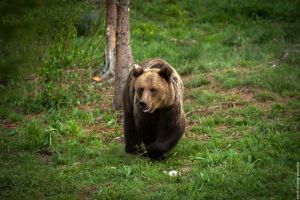 Alertă dublă cu urs în Braşov! Animalul a fost semnalat pe strada Lizierei şi pe Nisipului de Jos