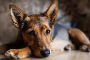 Obligaţii suplimentare pentru proprietarii de câini. Un proiect legislativ propune limitarea timpului în care animalele pot fi legate