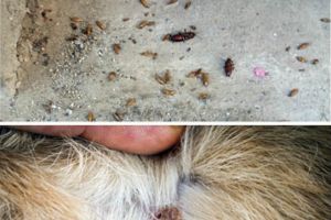 Gândacii au invadat centrul Ploieştiului, iar căpuşele atacă tot mai des oamenii şi animalele