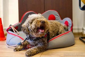 Concediu pentru animale: Italienii pot să-şi ia zile libere plătite, când li se îmbolnăveşte animalul de companie