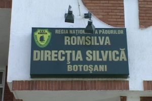 Direcţia Silvică Botoşani vinde la licitaţie plante medicinale. Se vând flori de salcâm, tei, soc, păducel sau sunătoare