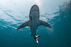 Rechini drogaţi, în Bahamas: Au ieşit pozitivi la cocaină, cafeină şi analgezice