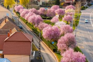 Temperaturi de peste 20 grade Celsius şi cer parţial noros în Satu Mare. Cum va fi vremea în această săptămână