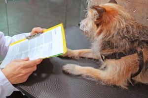 Vrei sa adopti un catel din  Adapostul Public de Animale Abandonate Constanta! Vezi ce trebuie sa faci