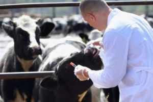 Se caută medici veterinari pentru zeci de comune din judeţul Botoşani. Buget de peste 40 de milioane pentru plata acestora