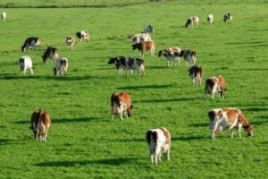 Exclusiv! Situaţie fără precedent la Botoşani! Păşunea unei comune, scoasă la vânzare de un executor judecătoresc