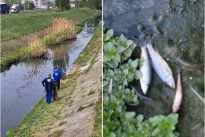 Peşti morţi pe râuri din Oradea şi Băile Felix, dar nu au fost găsite urme de poluare (FOTO)