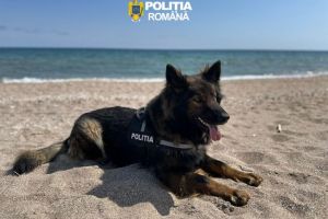 VIDEO. Aza, spaima infractorilor! Cainele-erou care a dat de urma talharului din Chirnogeni in doar 30 de minute!