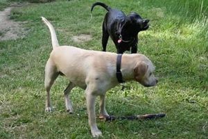 Amenzi fara mila pentru stapanii de catei care nu aduna dupa animalele de companie