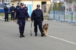 Intervenţii ciudate ale jandarmilor. Chemaţi să alunge câini şi şerpi!