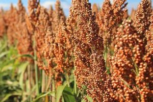 Agricultura pe înţelesul tuturor – SORGUL – Potenţial înlocuitor al porumbului (1)