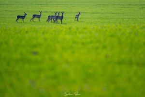 FOTO Spectacolul naturii la marginea drumului, la Botoşani! „Au fost foarte îngăduitoare cu prezenţa mea”