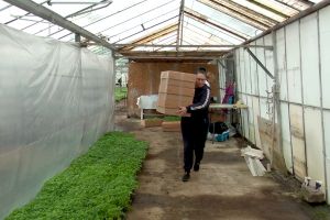 VIDEO Răsaduri cu gust autentic, direct la uşă. Comenzile pleacă din Buzău prin curier