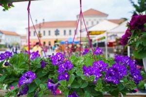 Trei zile pline de culoare şi parfum, la târgul de flori din Sfântu Gheorghe