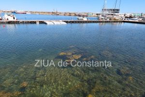Știri Constanta: FOTO+VIDEO. Poluare in Portul turistic Tomis. Apa insalubra chiar langa terase