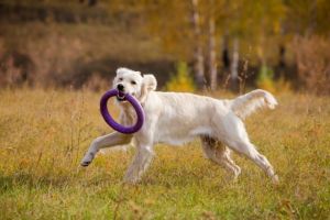 Licitatii Constanta: CN APM Constanta SA plateste peste 290.000 de lei pentru servicii de gestionare a cainilor fara stapan (DOCUMENT)