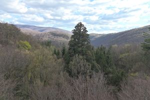 Sequoiadendron giganteum din Parcul Naţional Semenic – Cheile Caraşului