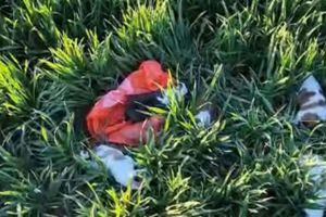 Amendă de 6.000 de lei după ce cinci pui de câine au fost abandonaţi pe domeniul public la Deta