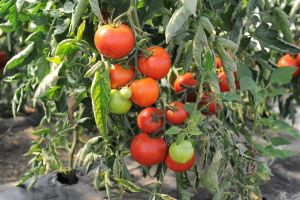 Ministerul Agriculturii actualizeaza bugetul Programului Legume in spatii protejate 2025 (DOCUMENT)