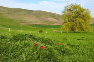 Fotoreportaj: Primii bujori de la Zau. Festival la castel, în ultimul weekend din aprilie