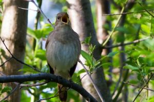 Noaptea Privighetorilor la Muzeul ASTRA- un concert om – pasăre