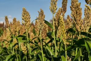 Agricultura pe înţelesul tuturor – SORGUL – Potenţial înlocuitor al porumbului (2)