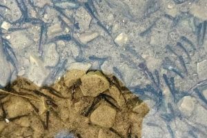 VIDEO Repopulare cu păstrăv pe râul Putna, o investiţie în echilibrul naturii şi educaţia comunităţii