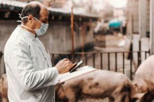 DSVSA Satu Mare: controale şi sancţiuni de mii de lei pentru tranzacţii ilegale cu animale