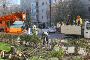 FOTO. Primaria Constanta: Lucrarile de toaletare a arborilor continua. In paralel, se desfasoara si campania de plantare de primavara