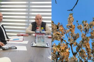 Îngheţul din aprilie a lovit agricultura din Satu Mare, în special livezile de pomi fructiferi: aproape 3.000 de hectare afectate!
