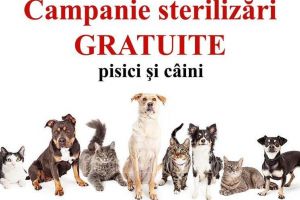 Campania de sterilizare gratuită pentru câini şi pisici revine la Aninoasa