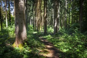 Noi detalii socante in cazul femeii gasite moarta in Padurea Cernica! 