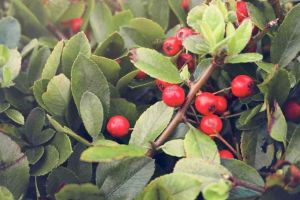 Păducel: beneficii uimitoare, proprietăţi terapeutice şi moduri de utilizare! Detalii la Enigma Plant!