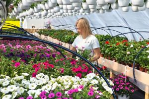 VIDEOREPORTAJ. Sera care opreşte oamenii din drum, în judeţul Satu Mare! Peste 7.000 de flori şi povestea din spate