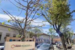 Planul pentru copacii Oradiei, în consultare publică: Primăria aşteaptă sugestiile orădenilor