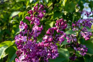 A înflorit liliacul pe Clisura Dunării I Belvederi şi O Dramatică Poveste de Dragoste!