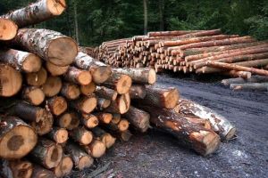 30 de metri cubi de material lemnos confiscaţi în Braşov: doi agenţi economici amendaţi cu 15.000 lei