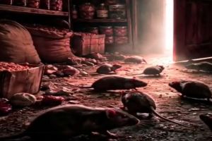 Liberalii din Caraş-Severin au postat imagini cu „şobolanii din cămara statului care rod proviziile”!